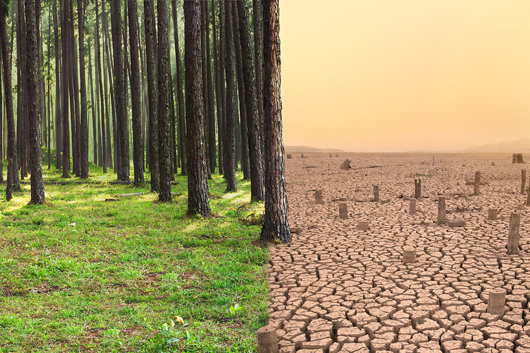 Climate Change and Its Effects on the Interior Design Industry